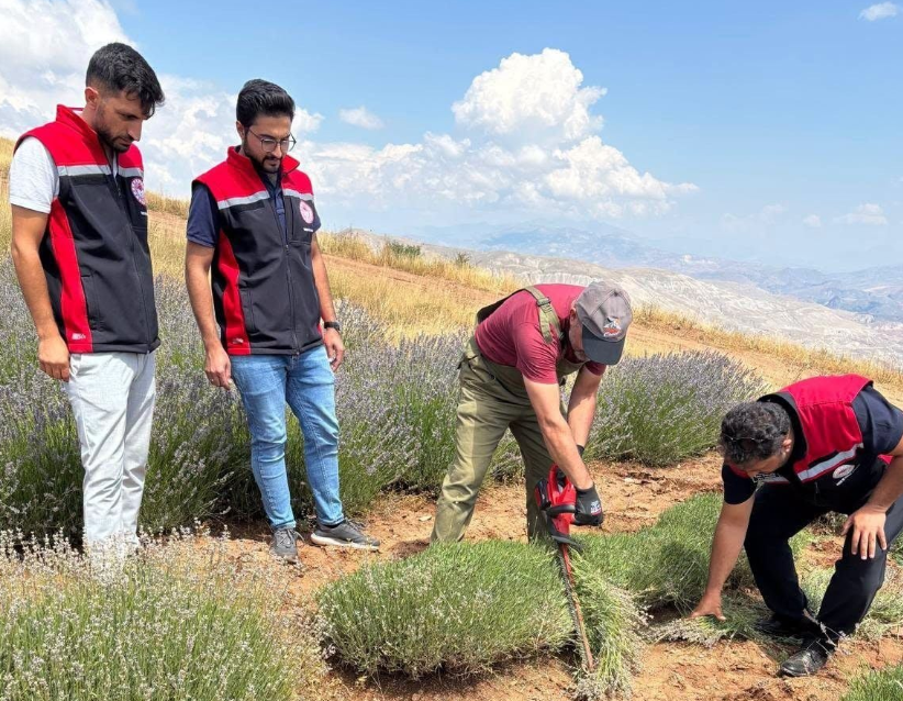 Kemah'ta Lavanta Hasadı Başladı: 7 Bin Kökten Katma Değerli Üretim
