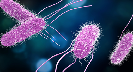 Belçika’da Salmonella Alarmı: 306 Kişi Hastalandı