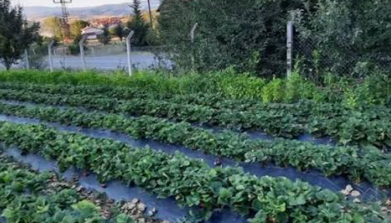 İskilip’te Ceviz ve Çilek Üretimi Büyüyor: Bahçe 90 Dekara Ulaştı