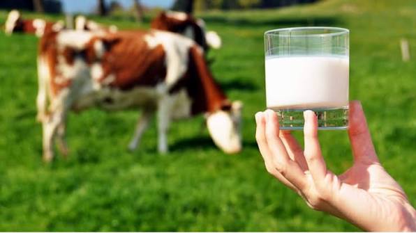 Yem Fiyatlarına Zam: Süt Maliyeti 28,50 TL'ye Çıktı